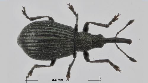 Réf. 270 043 : Ischnopterapion loti